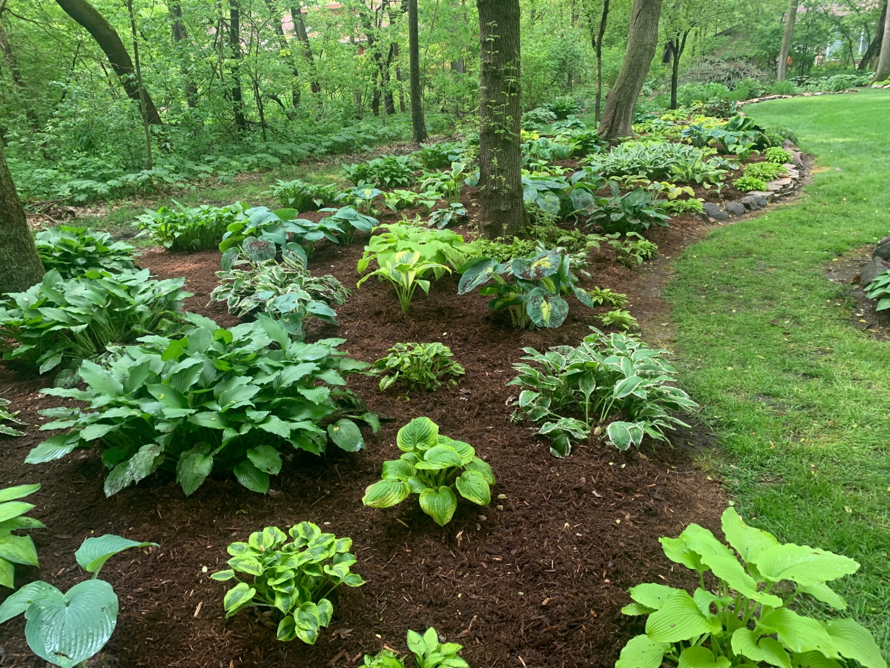 Finished landscaping bed with hostas and fresh mulch