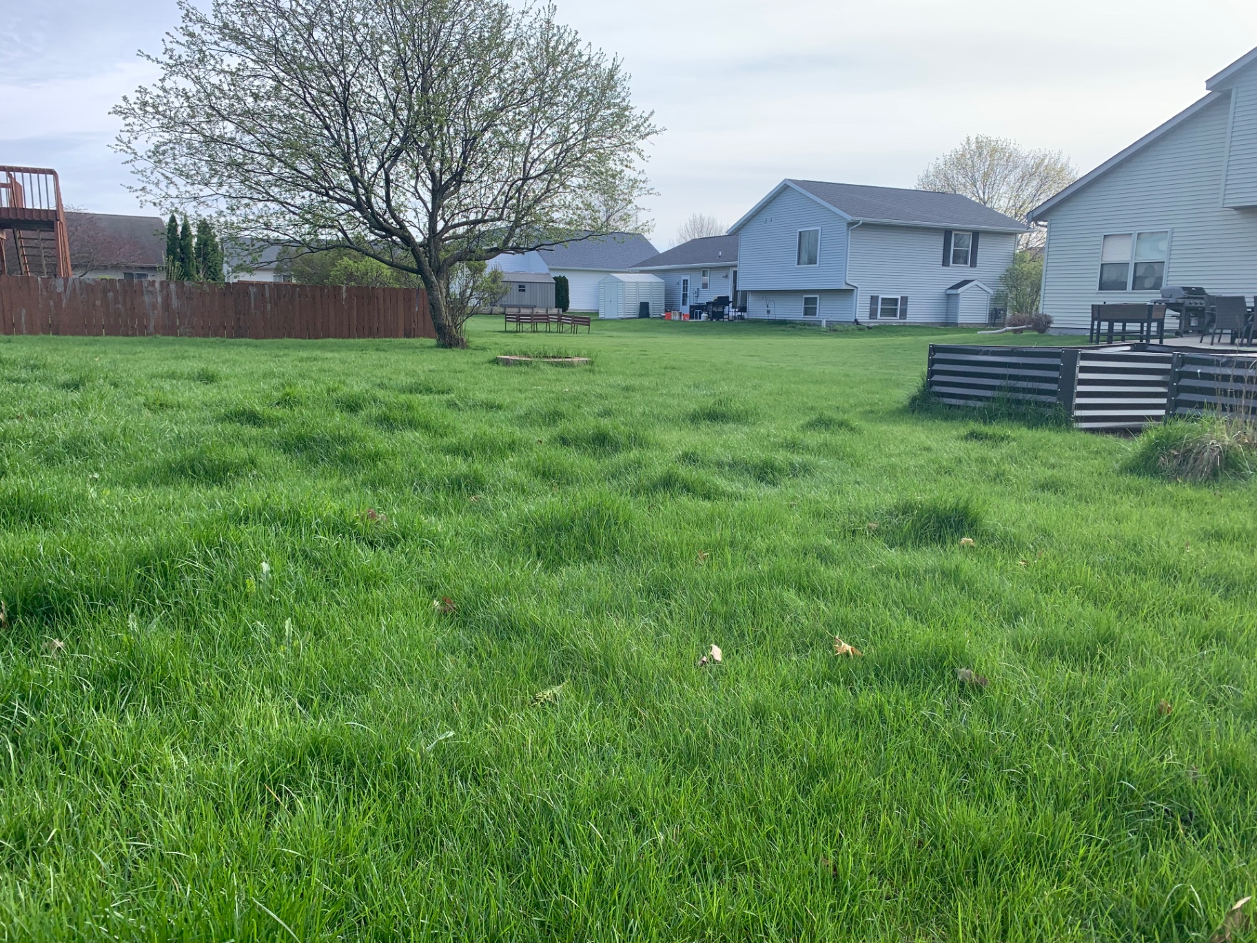 Overgrown backyard mow & cleanup after