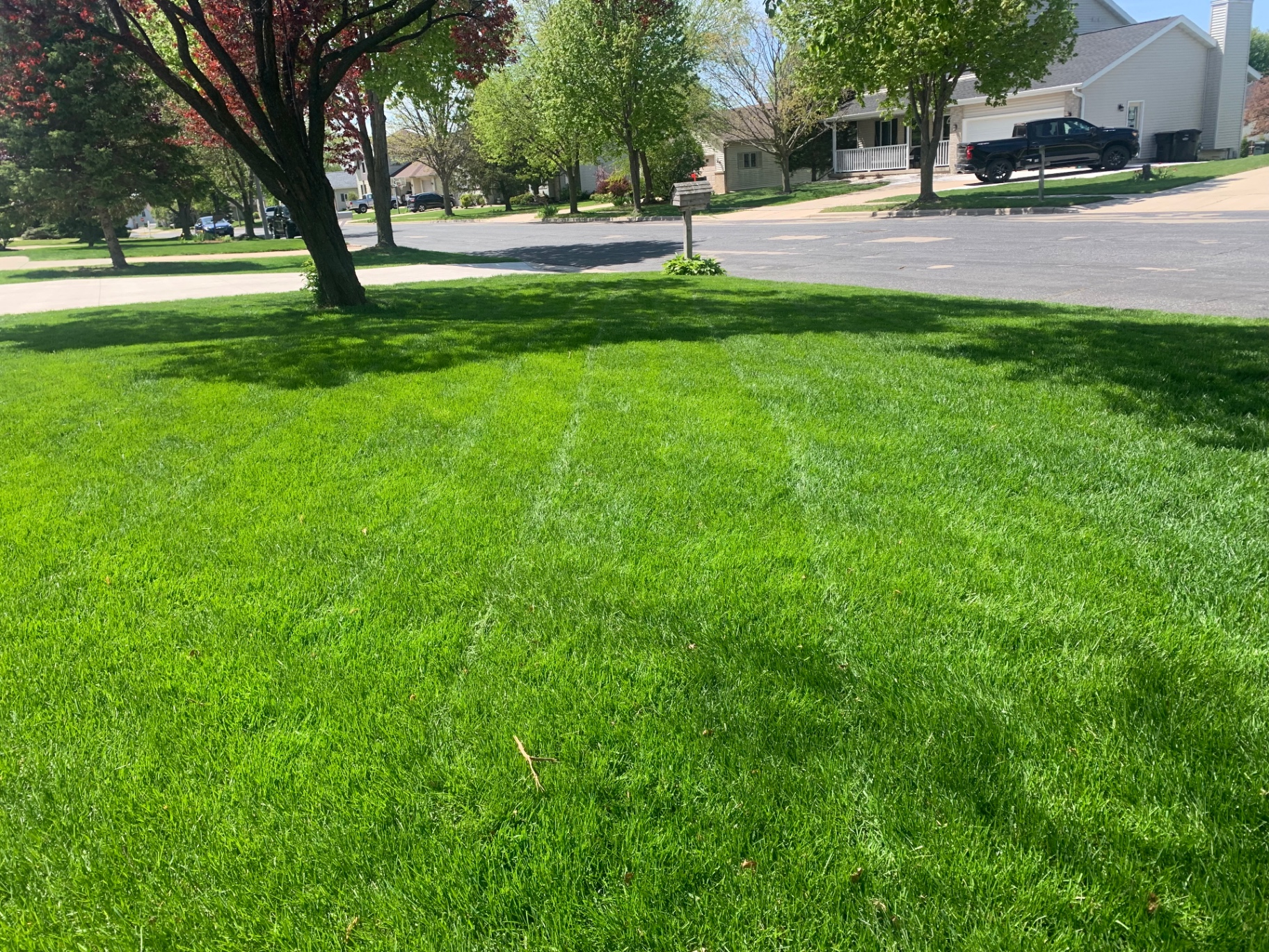 Freshly striped lawn after professional mowing service